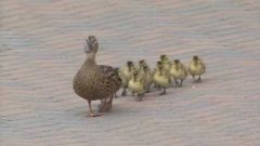 Baby Ducks Blown By Wind