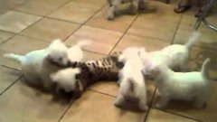 Puppies attack cat