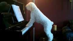 Dog Plays Piano, Sings Along