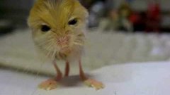 Insanely cute rodent