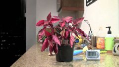Thristy Plants Recover Time Lapse