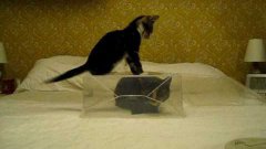 Kitten Can’t Get To Cat In Plastic Box