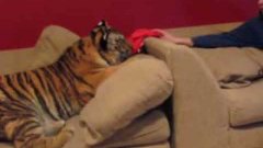 Tiger Cuddles On The Couch With Zoo Worker