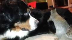 Squirrel Tries To Hide Nut In The Fur Of Bernese Mountain Dog