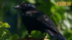 Smart Crow Solves Complex Puzzle
