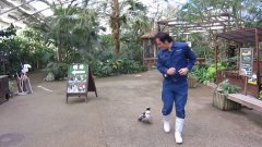 Penguin Chasing After Zookeeper
