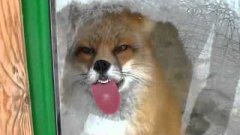 Fox Licking Window