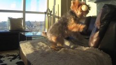 Dog is Adorably Terrible At Catch (in Slow Motion)