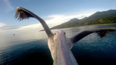 Camera On Pelican Beak Records