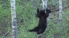 Bear Climbs Across Rope To Get Food