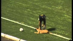 Police Dog Steals Ball At Soccer Game