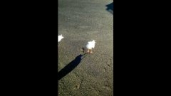 Welsh dancing seagull