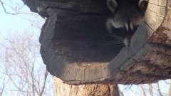 Reluctant raccoon delicately takes treat from passer-by