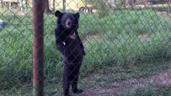 Black Bear Walks Upright Like A Human