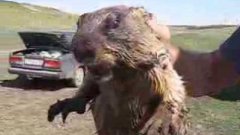 How marmot screams