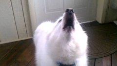 Dog Howls With Firetruck Sirens