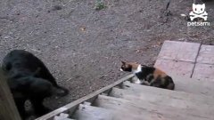 Cat Fights Off Bear From Backyard Watch The Video Online