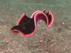 Amazing underwater creatures