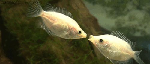 Fish kisses