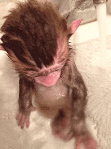 Monkey takes a bath