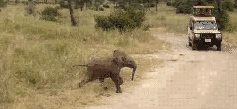Baby elephant scampering
