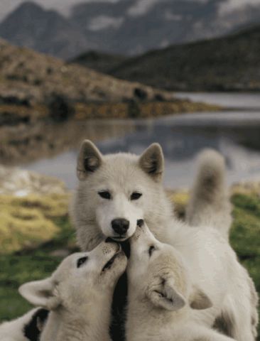 Wolf tenderness