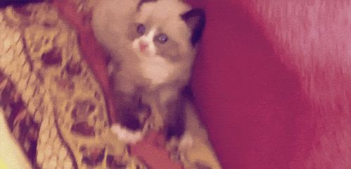 Cute scared kitten