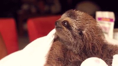 Baby Sloth gives a flower