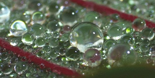 Rain bubble