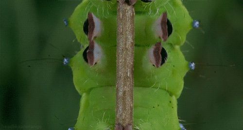 Climbing caterpillar