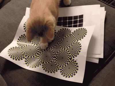 The cat sees the rotating snake illusion