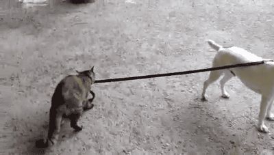 Cat taking the dog home