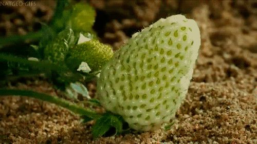 Strawberry time lapse