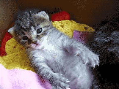 Cute kitten falling asleep