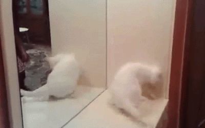 Angry cat vs mirror