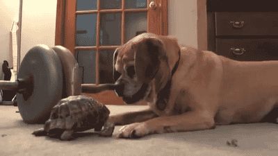 Turtle bites dog