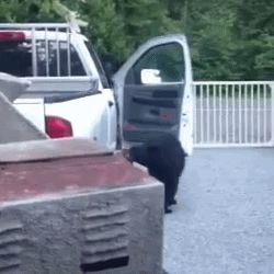 Bear opens truck door