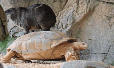 Hyrax rides tortoise