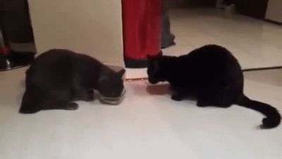 Two cats, one bowl