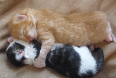 Cute kittens hugging