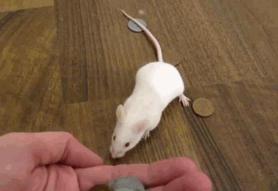 Smart mouse buys herself a treat