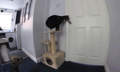 Cat opens door to escape kitchen