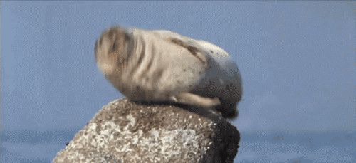 Hiccuping seal