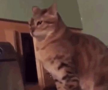 Stealth Cat Slap!