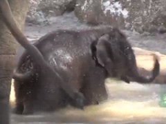 Naughty baby elephant