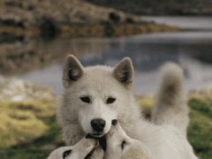 Wolf tenderness