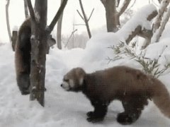 3 red pandas