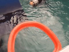 Sea Otter Dunks