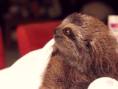 Baby Sloth gives a flower
