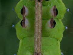 Climbing caterpillar